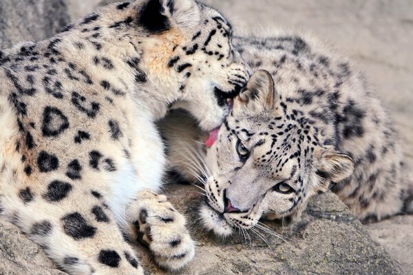 Un par de leopardos de las Nieves. Ternura en la naturaleza