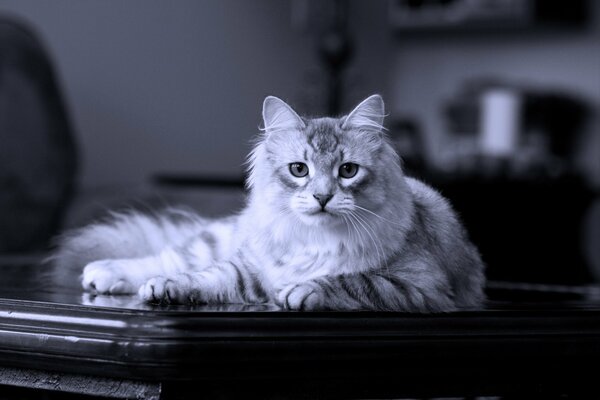 Fluffy house cat, lying on the table