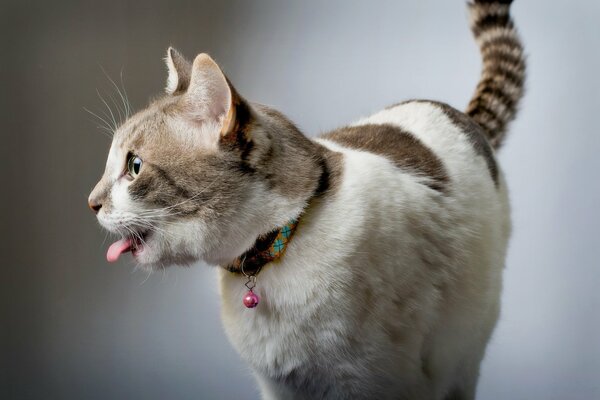 A cat walks on a gray background