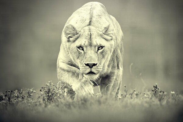 Hunting lionesses. Beautiful frame