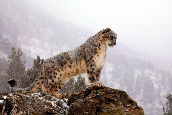 A snow-covered leopard looks down from the mountain