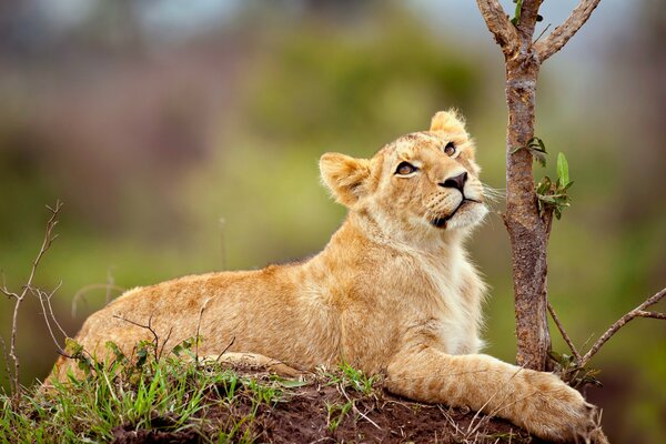 The little lion lies and look into the distance