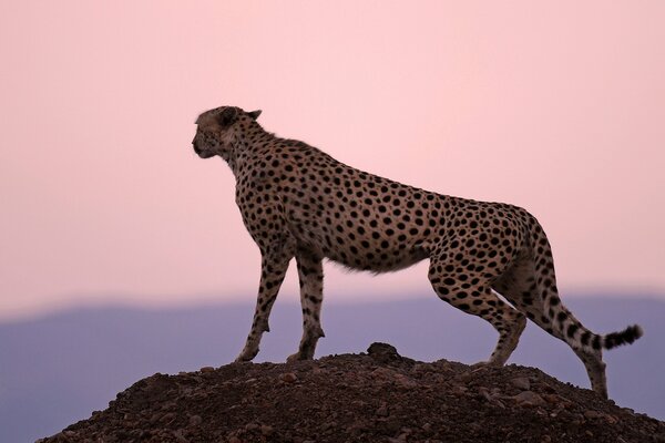 Cheetah at sunset looks out for prey