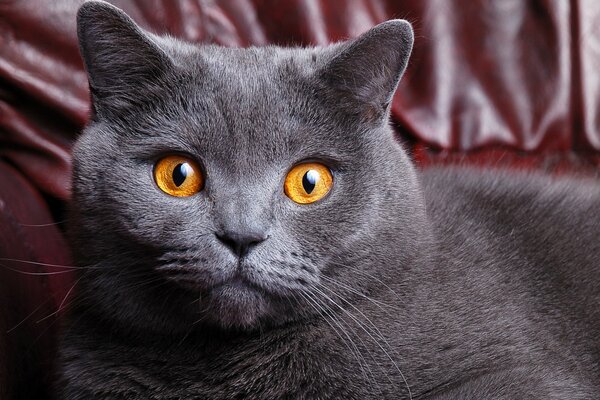 British Shorthair Puss avec des yeux jaune ambre est assis sur le canapé