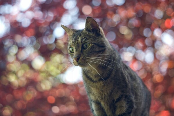 Gato melancólico en medio de reflejos