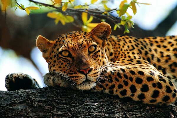 The leopard is lying and resting on a tree