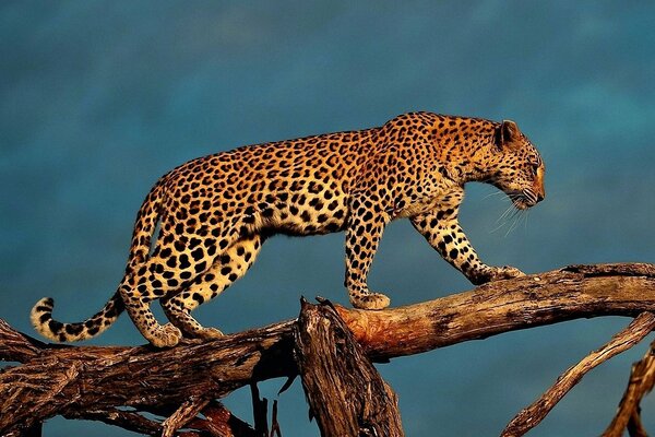 Foto auf Tapete : Leopard auf einem Baum