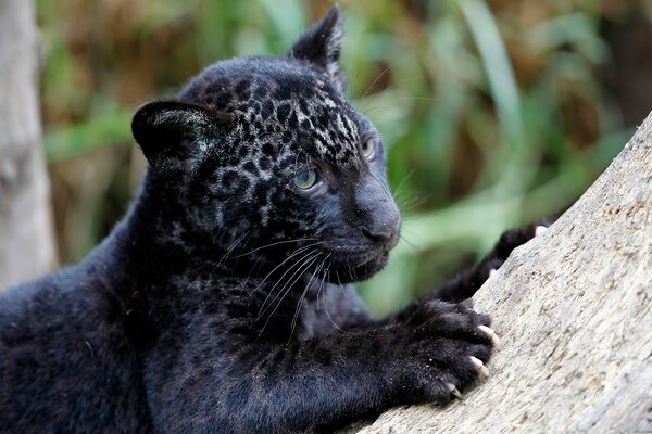 Gato depredador Jaguar gatito