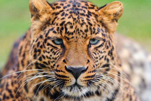 Gatto maculato leopardo, sguardo predatore