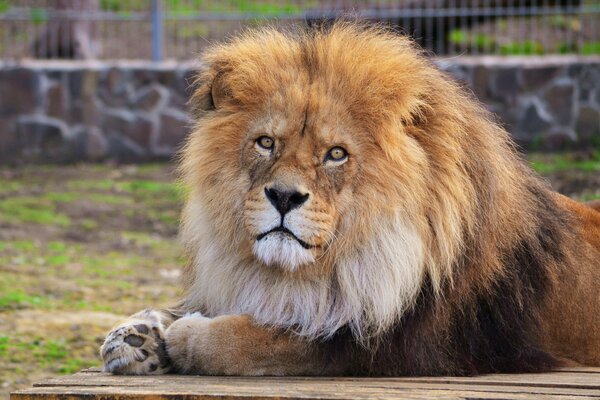 A lion with a shaggy mane lies on his stomach