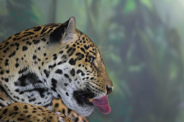 Jaguar shows a long tongue