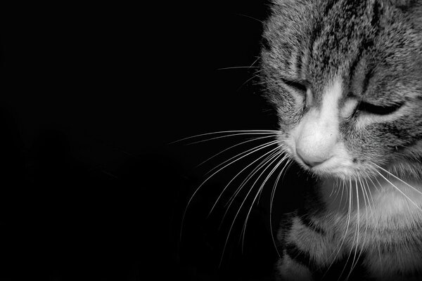 La tristeza de un gato rayado en blanco y negro