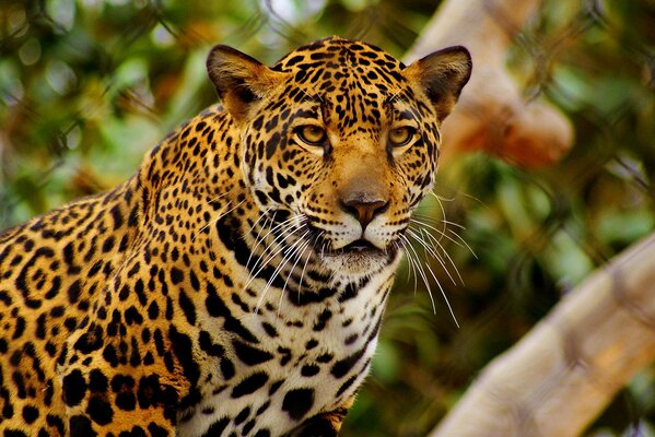 La mirada peligrosa del Jaguar manchado