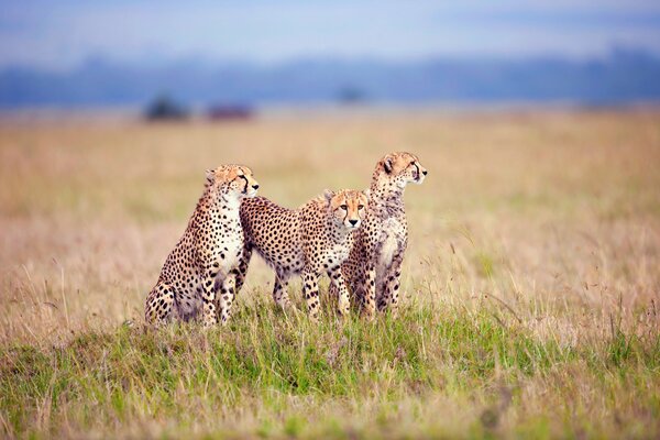 Leopardenfamilie trifft sich morgens