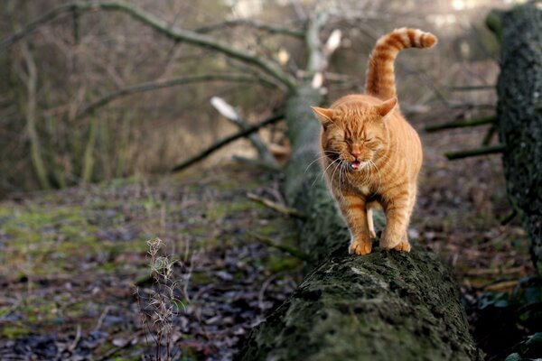 Gato pelirrojo en un árbol bosteza