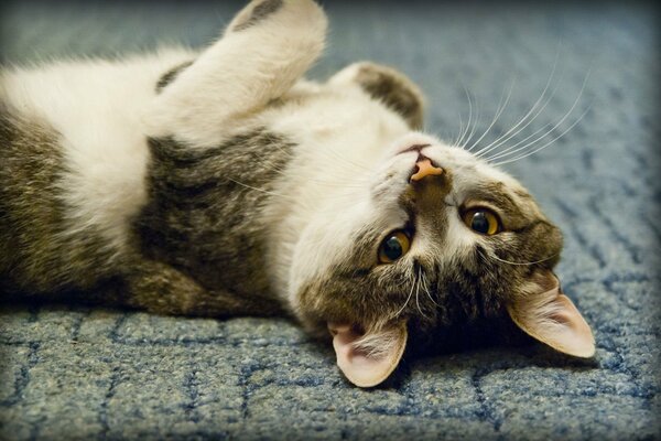 The happy cat is lying on the floor