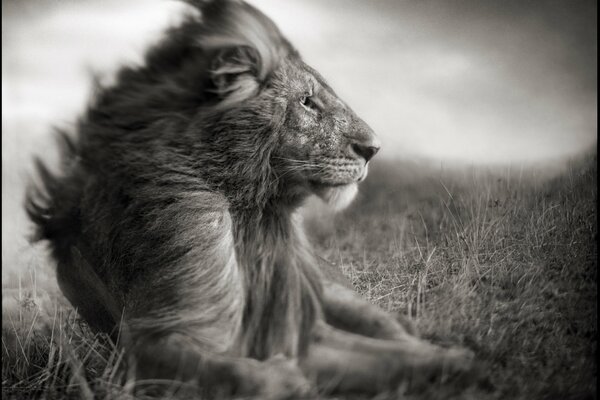 Foto de León en efecto B / W