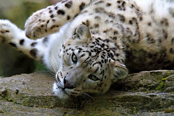 Ein ruhender Schneeleopard mit schlauen Augen