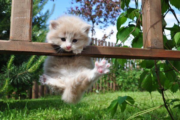 Kitten climbed the fence, cottage, grass, bushes