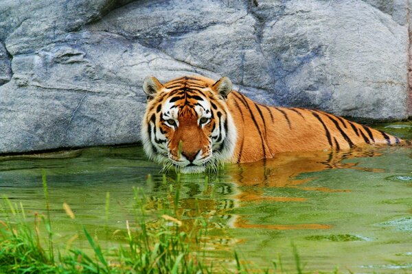 Le tigre dans l eau se repose, et je suis à côté des pierres et de l herbe