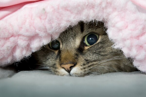 Chat méchant se trouve sous une couverture