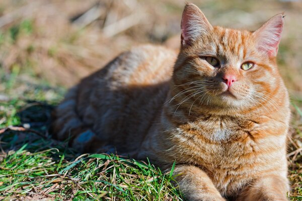 Gatto rosso estate in natura