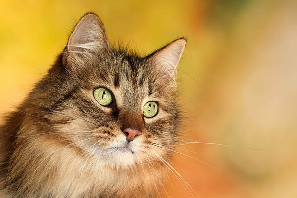 Flauschige Katze mit langem Schnurrbart und grünen Augen