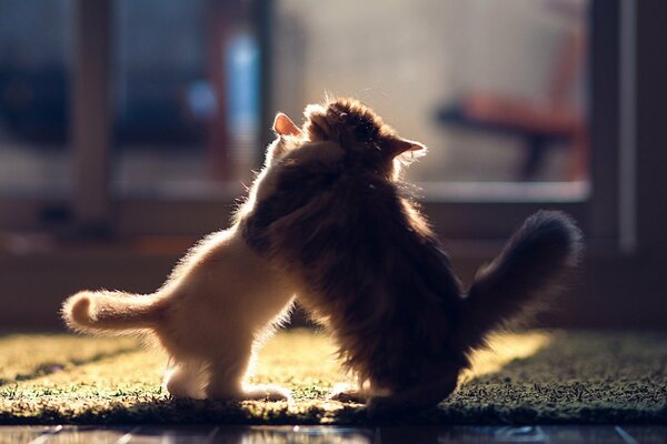 Due piccoli gattini che giocano