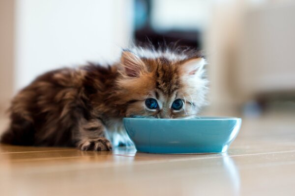 A kitten drinks milk from a bowl