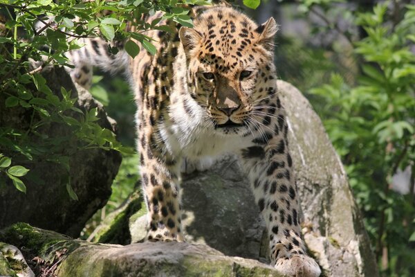 Fernöstlicher Leopard unter natürlichen Bedingungen