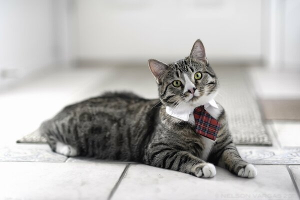 A striped gray cat in a tie is lying on the floor