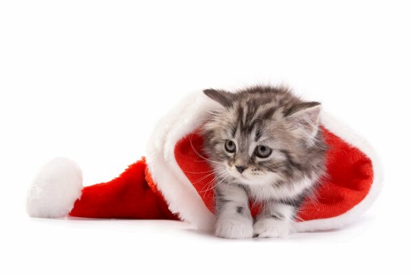 A little kitten in a red hat