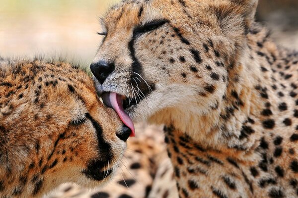 Même si vous êtes un guépard, dans la famille - vous êtes doux et doux