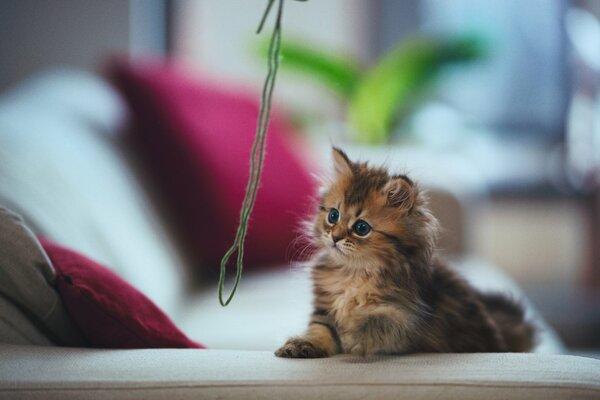 Chaton joue sur le canapé avec des fils