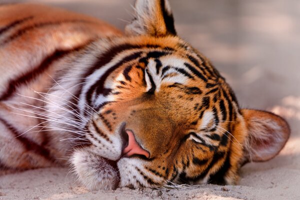 Tigre durmiendo en la arena blanca