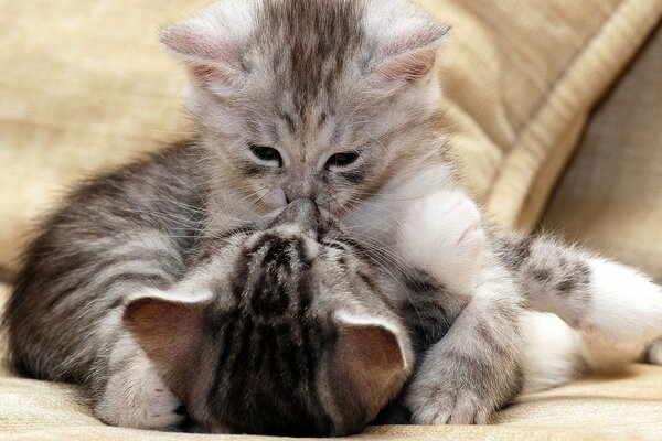 Two gray kittens are playing