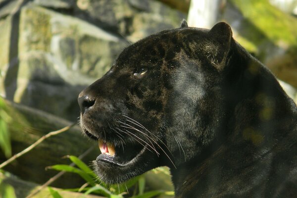 Black panther photo muzzle