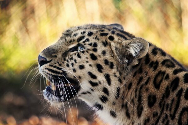 Muso di leopardo concentrato con lunghi baffi