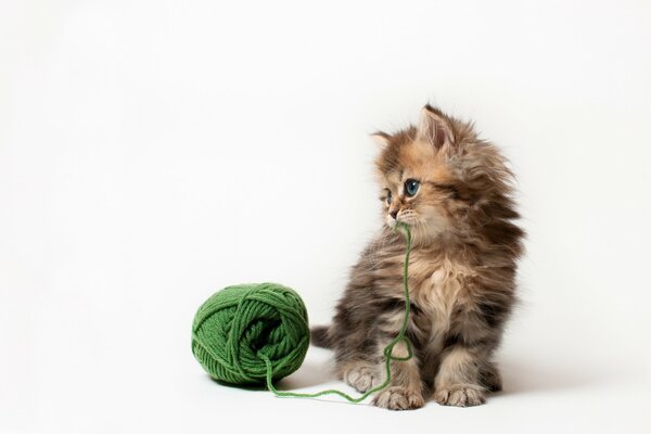 Fluffy kitten playing with a ball of thread