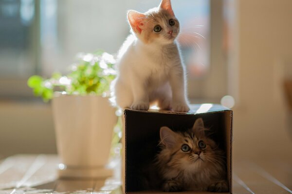 Kamille-Kätzchen in einer Box in der Nähe eines Blumentopfes