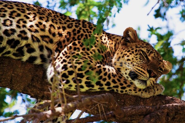 A leopard rests on a tree with its paw under its head