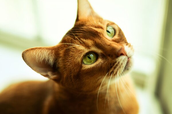 Gato rojo con ojos verdes