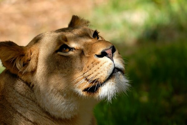 Photo du museau de la lionne à l ombre