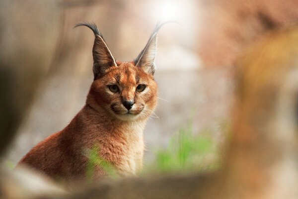 Der Blick einer Katze ist auf einem unscharfen Hintergrund gekritzelt