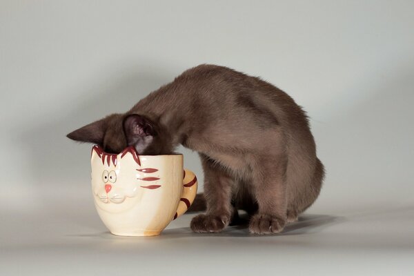 Un gato bebe de una taza en forma de gato