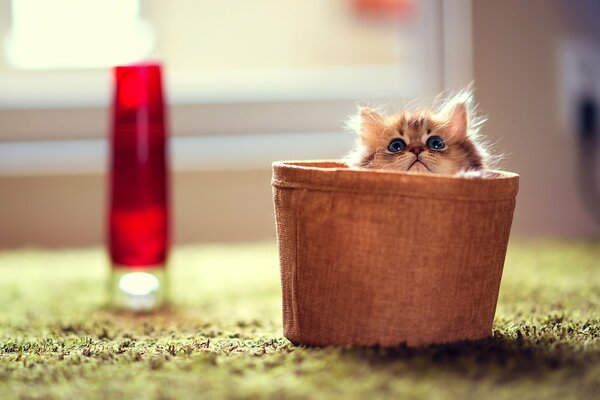 The kitten arranged a hide-and-seek in the basket