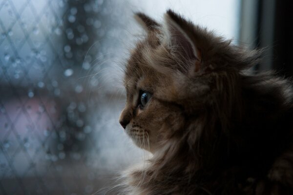 A red-haired kitten looks out the window at the raindrops