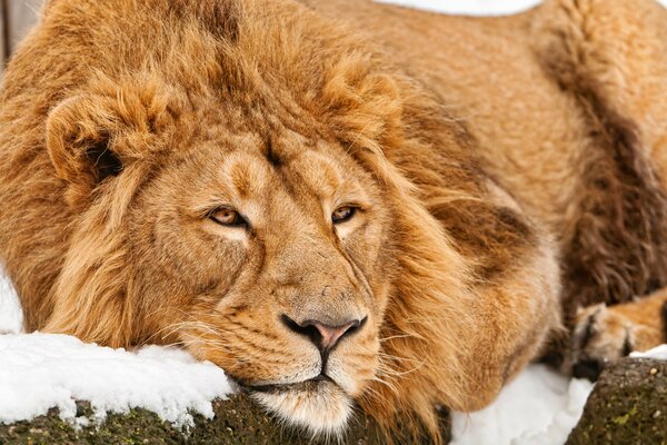 Un León joven yace sobre una piedra de nieve