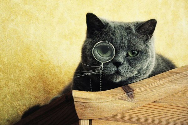 Le chat gris a un monocle