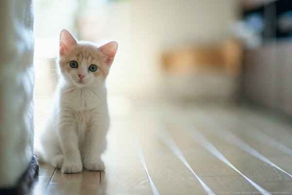 Beautiful cat at home in the light